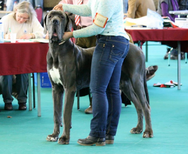 CH. Lazzurro d'Attendal du Pins