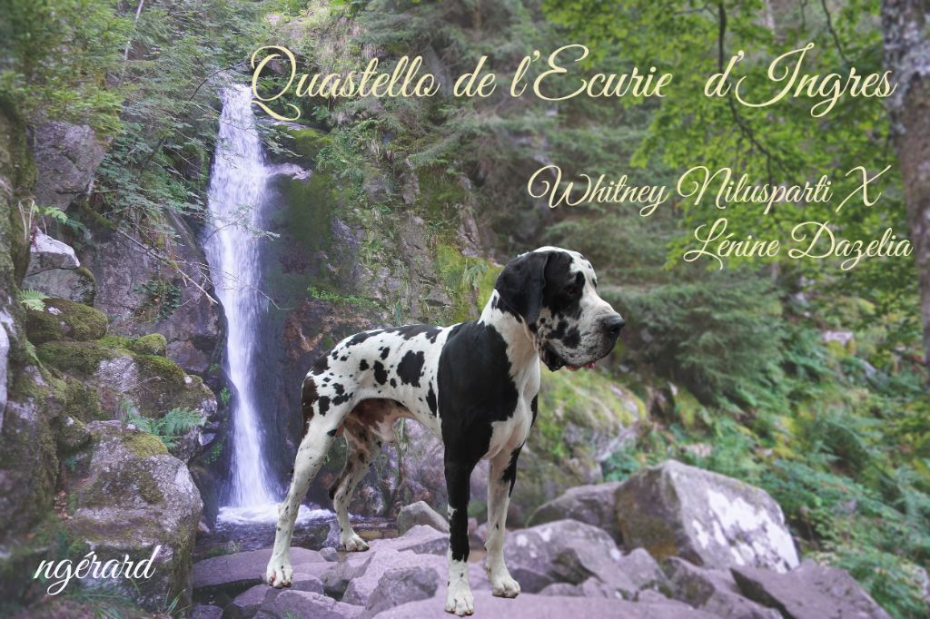 CH. Quastello ecurie d'ingres