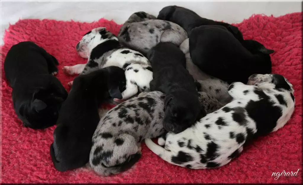 chiot Dogue allemand d'Attendal du Pins