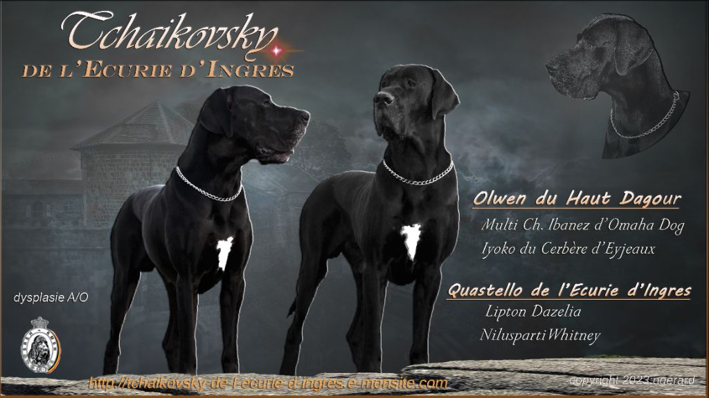 CH. Tchaikovsky de l'ecurie d'ingres
