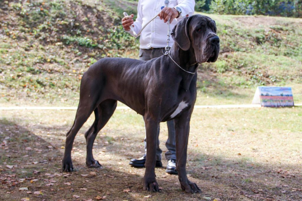 Felicita the blue dream rhapsody