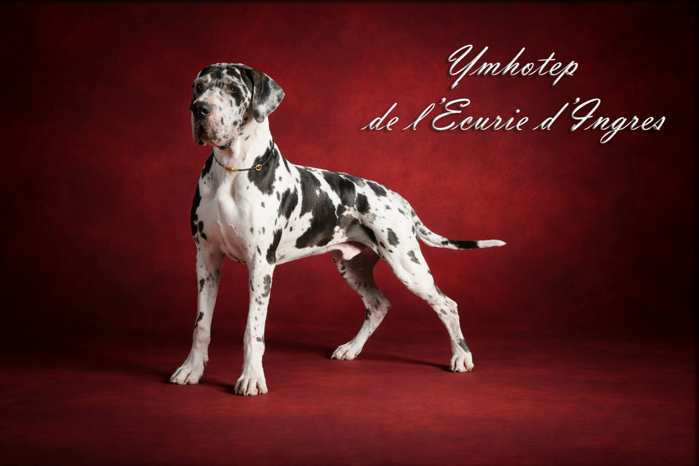 Ymhotep de l'ecurie d'ingres